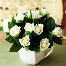 GARDENIA white small Garden Plant Flower rare exotic 25 seeds - £11.76 GBP