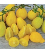Tomato – Yellow Pear HEIRLOOM 30+ Seeds, 100% Organic, Non GMO Grown In USA - £3.12 GBP
