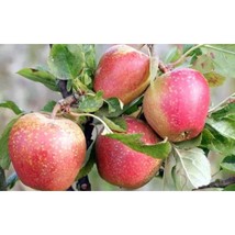 25+ Adams&#39;s Pearmain Apple Seeds | Heirloom Sweet-Tart Fruit Tree Variety - $16.50