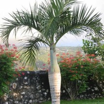 New Fresh USA Seller Hyophorbe Verschaffeltii Spindle Palm 10 Seeds - £14.52 GBP