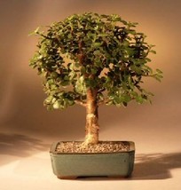 Baby Jade Bonsai Tree Complete Starter Kit - £63.90 GBP