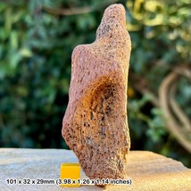 RARE Pleistocene Red Deer Antler Base Fossil (Cervus elaphus) – Essex, UK - $29.48