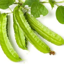 Winged Bean Seeds Asparagus Bean Dragon Bean Dau Rong Fresh Seeds - £7.51 GBP