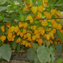 50 Seeds, Hybrid F1 Yellow Devil Pepper &amp; Chilli Seeds ZZ-1768 - $25.68