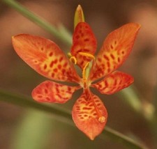 HGBO 20 Seeds Blackberry Lily Leopard Lily Flower Seeds /Drought Heat Tolerant P - £6.62 GBP