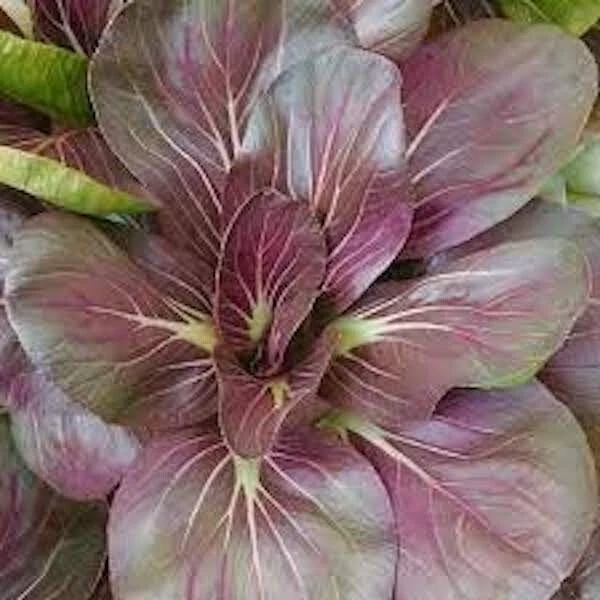 500+ Organic Red Tatsoi Mustard Scarlet Seeds, C?i Ng?t ?? Nh?t,   2025 ... - $10.67