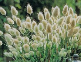 30 seeds Bunny Tails Lagurus Ovatus, Adorable Ornamental Grass  - £9.54 GBP