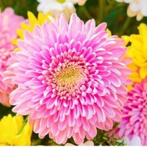 Ground-cover Chrysanthemum (Yellow Pink Red Mixed Different Colors) 500 ... - $11.83