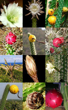 HARRISIA MIX, fragrant cactus flower night bloom succulent eriocereus 200 seeds - £11.84 GBP