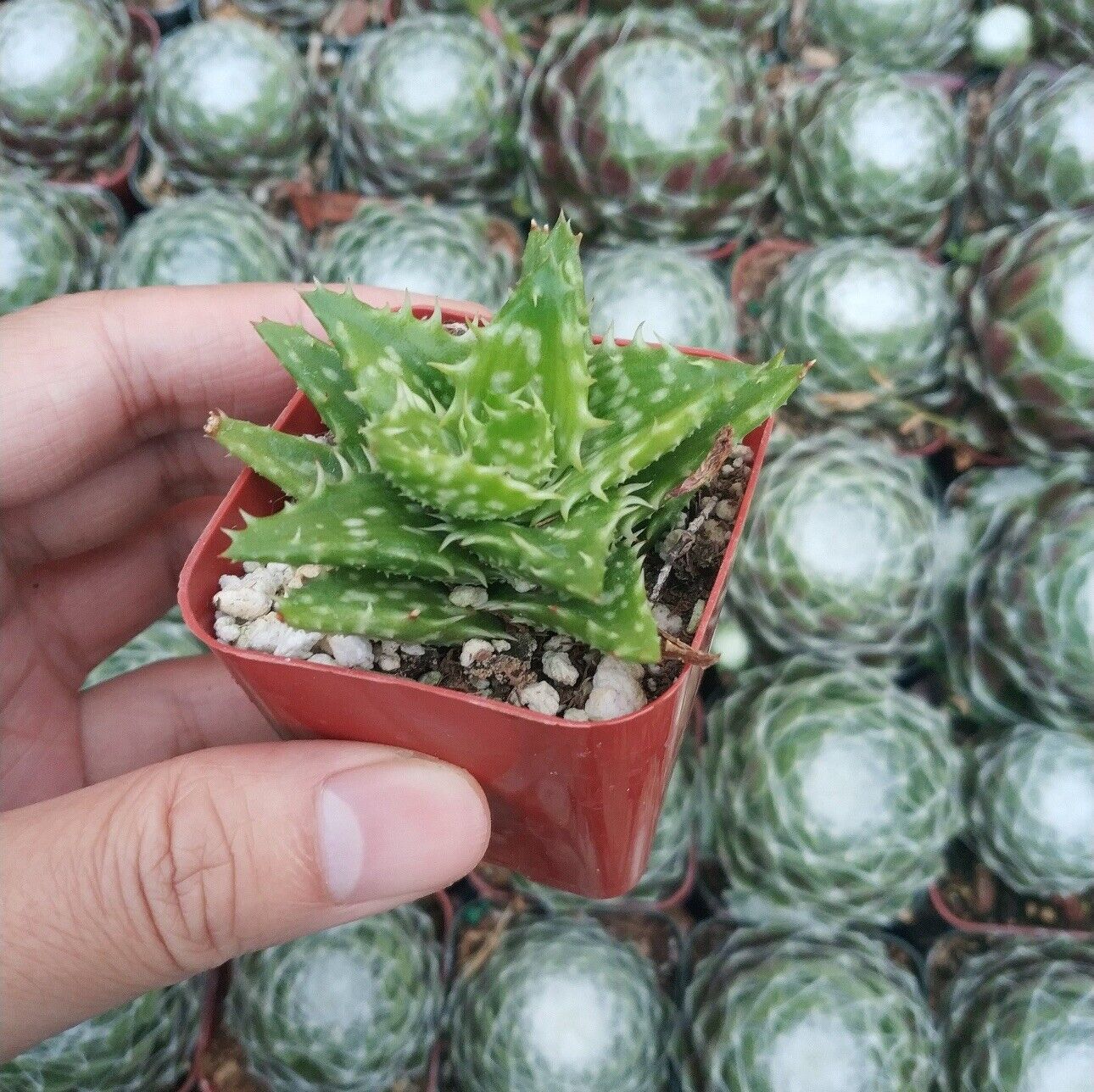Primary image for 2” Pot Aloe juvenna 'Tiger Tooth Aloe' Succulent Plant 