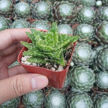 2” Pot Aloe juvenna &#39;Tiger Tooth Aloe&#39; Succulent Plant  - £19.16 GBP