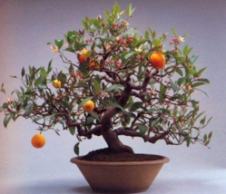 30 Seeds Bonsai Plant Dwarf Standing Calamondin Citrus Orange Tree Plant In Pot  - £4.74 GBP