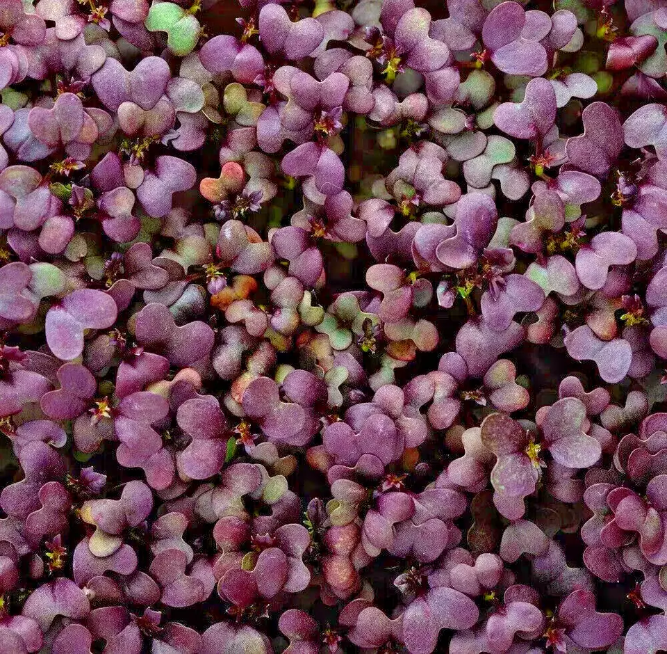 MBK Red Garnet Mustard Microgreen Seeds Heirloom Non Gmo Packs Sale - $9.31