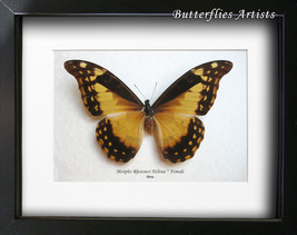Morpho Rhetenor Helena FEMALE RARE Real Butterfly Entomology Collectible... - £188.72 GBP