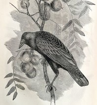 Common Crow Victorian 1856 Bird Art Plate Print Antique Nature Ephemera DWT15 - £32.04 GBP