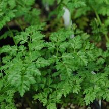 Winter Chervil herb 100 seeds - $9.99