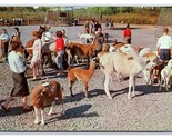 Humane Society Lolipop Farm Rochester New York UNP Chrome Postcard H22 - $4.90