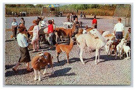 Humane Society Lolipop Farm Rochester New York UNP Chrome Postcard H22 - £3.83 GBP