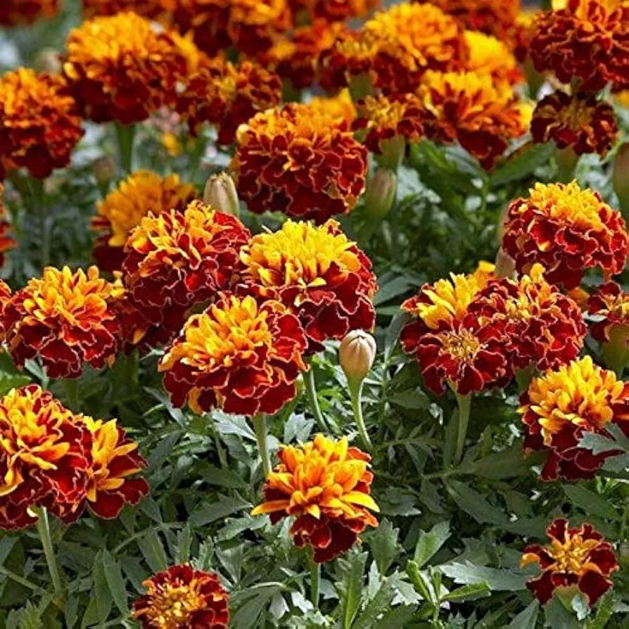 Orange Flame Marigold 25 Seeds for Garden Planting USA - $9.50