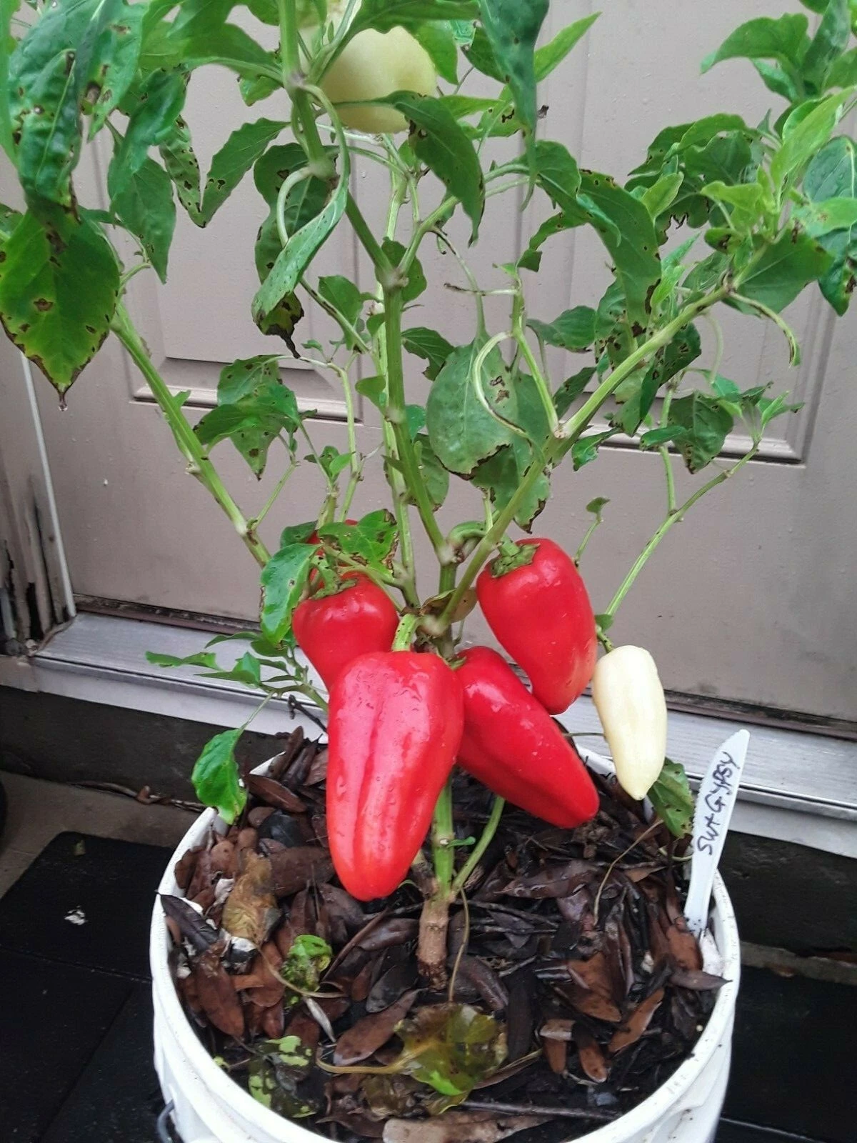50+ Sweet Gypsy Pepper Seeds Heirloom NON-GMO. No pesticides no herbicides - $9.69