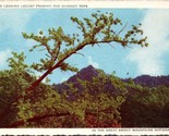 A Leaning Locust Framing the Chimney Tops Smokey Mountains SC Postcard PC6 - $4.99
