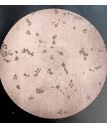 Hog Cholera Swine Plague Microscope Plate Print Victorian 1887 Agricultu... - $56.00 CAD