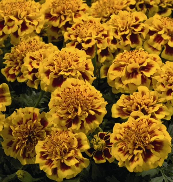 Little Hero Fire Marigold 25 Seeds for Garden Planting USA - $9.50