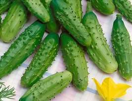 Parisian Gherkin, (F1) Cucumber seeds. - $2.99