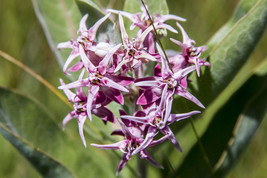 51+ Showy Milkweed  Flower Seeds - $17.85