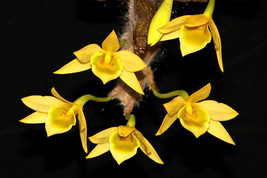 Dendrobium Senile Small Orchid Mounted - $27.06