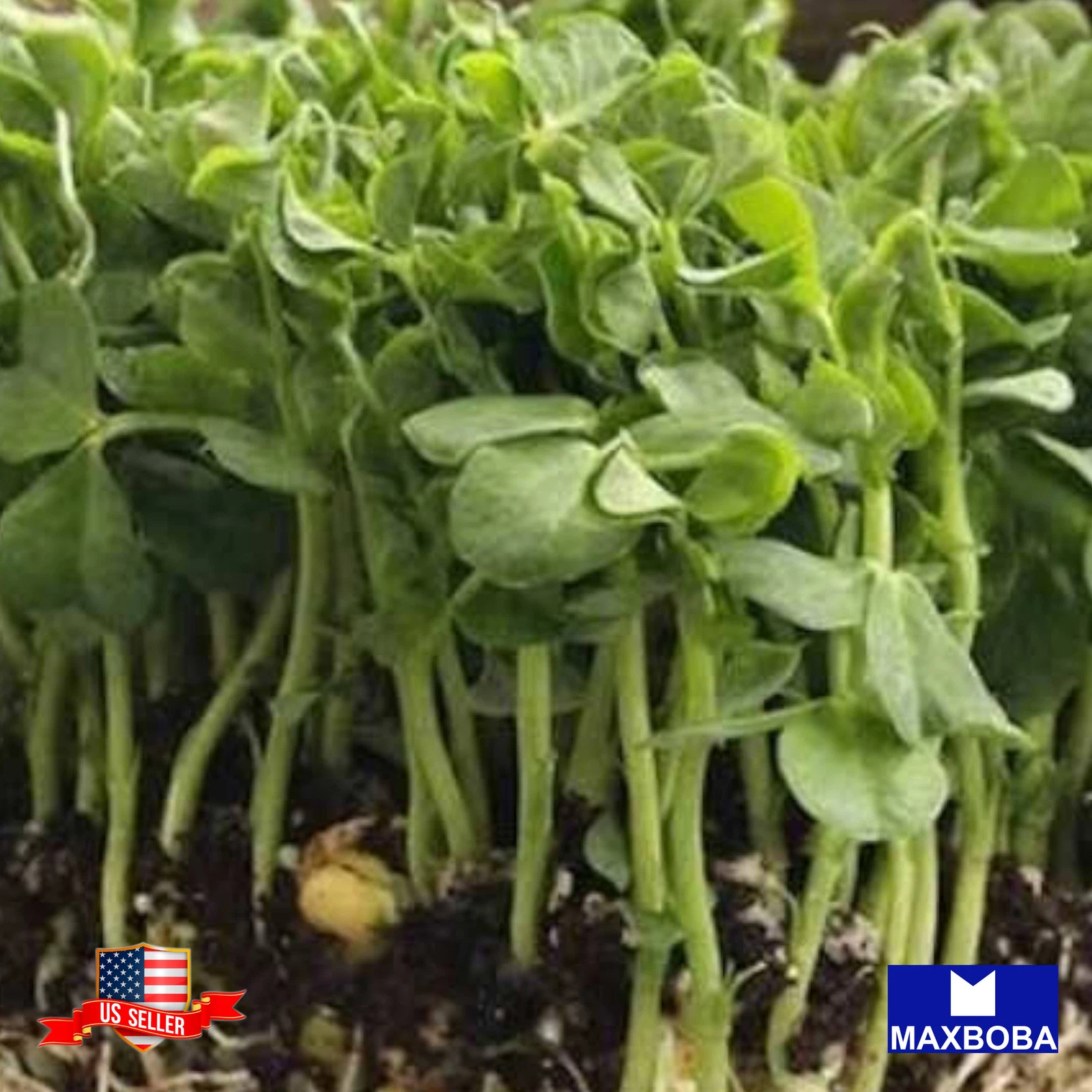 Pea Green Microgreens 192 Seeds Organic  Non-GMO Heirloom - $13.13