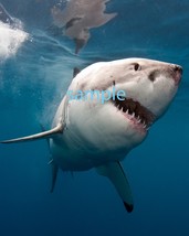 Shark  Art Print great wall hanging &quot;8x10&quot;  decorations picture fast ship - $9.99