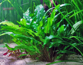 Aquarium Plants Cryptocoryne Wendtii Green Bunch Crypt Fresh - £20.35 GBP