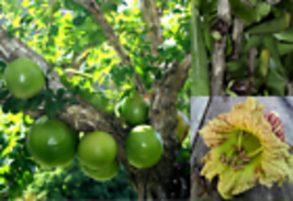 Winged Calabash 20+ Seeds (Crescentia alata) Mexican calabash, Gourd Tree, Morro - £10.15 GBP