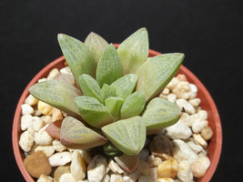 Haworthia turgida var. suberecta rare exotic succulent plant cactus cacti 4&quot; POT - £15.97 GBP
