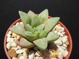 Haworthia turgida var. suberecta rare exotic succulent plant cactus cacti 4&quot; POT - $19.99