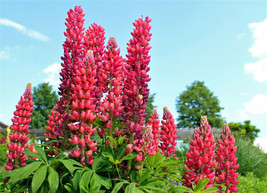 25 Red Lupine &#39;My Castle&#39; Lupinus Polyphyllus Scarlet Rusell Lupin Flower SeedsF - £7.82 GBP