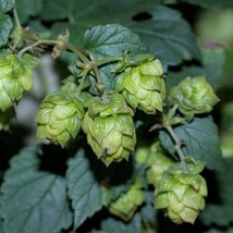 Common Hops Humulus Lupulus Seeds  Beer Making Hops *ping* 50 Seeds From US - £11.00 GBP