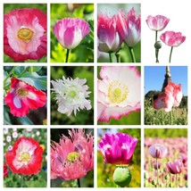 200 Afghan Reselected Blue Poppy Mixed Colors Papaver Pink Purple Flower Seeds - £6.51 GBP