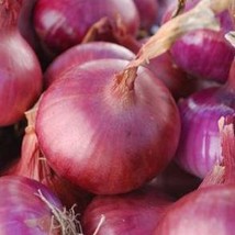 Onion Red Wethersfield Fresh Gardening USA Seller - £8.51 GBP