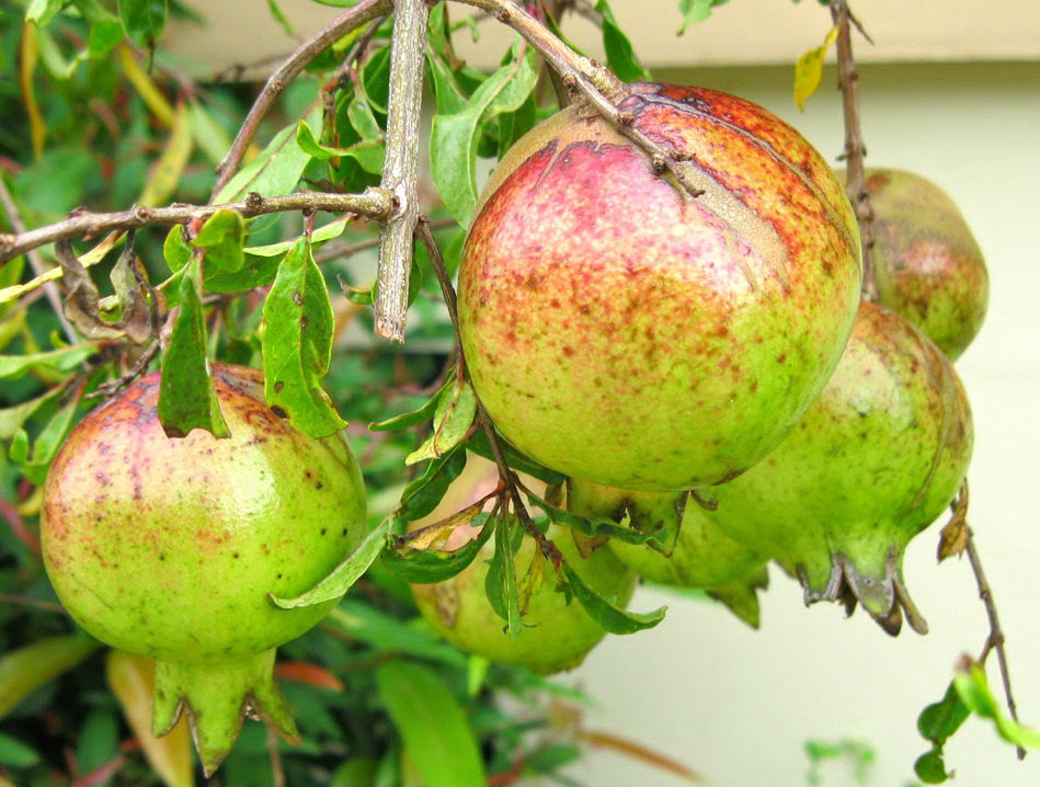 Thai Pomegranate Seeds, great source of Vitamin C, minerals and Fibre, P... - $2.45