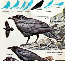 Ravens And Crows Varieties And Types 1966 Color Bird Art Print Nature AD... - £15.73 GBP