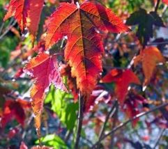10 Seeds Acers Amurs Ginnalas Maples Large Deciduous Trees Indoors And O... - £17.17 GBP