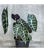Alocasia Watsoniana (Shine Form) Variegated Rare Live Starter Plant Corms - $13.99+