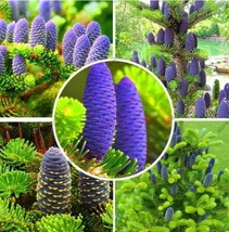 Abies Seeds Korean Fir Garden Fresh USA Store - £7.83 GBP