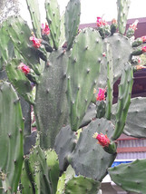 Spineless Thornless Edible Nopales Prickly Pear Cactus Pads, Opuntia Ellisia - £10.24 GBP+
