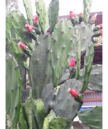 Spineless Thornless Edible Nopales Prickly Pear Cactus Pads, Opuntia Ell... - £10.26 GBP+