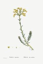 Sedum Rupestre (Jenny&#39;s Stonecrop Plants) - 1799 - Pierre Joseph Redoute... - $11.99