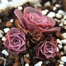 The Mountain Rose100 Seeds Green Rose Greenovia Flower Seed Seeds Bonsai... - $107.98 MXN