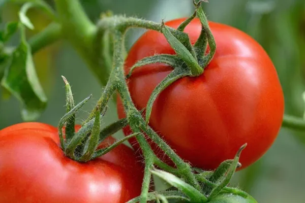 50+ Seeds Regal Tomato&#39;S Vegetable Planting Tomatoes Garden - $7.32